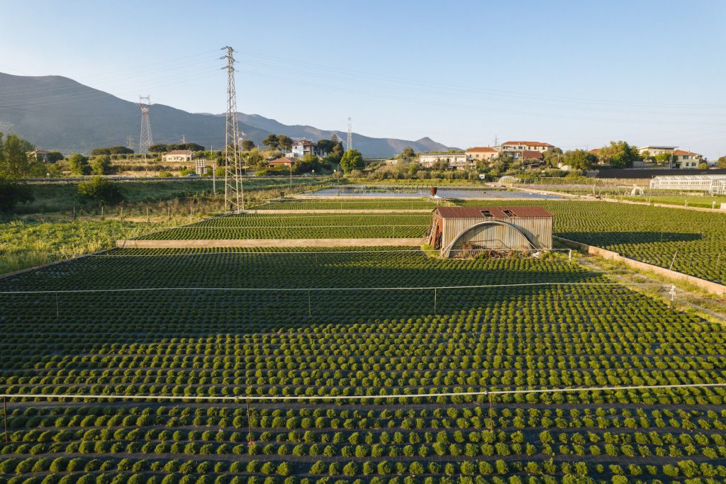 Azienda-Agricola-Ortingaunia