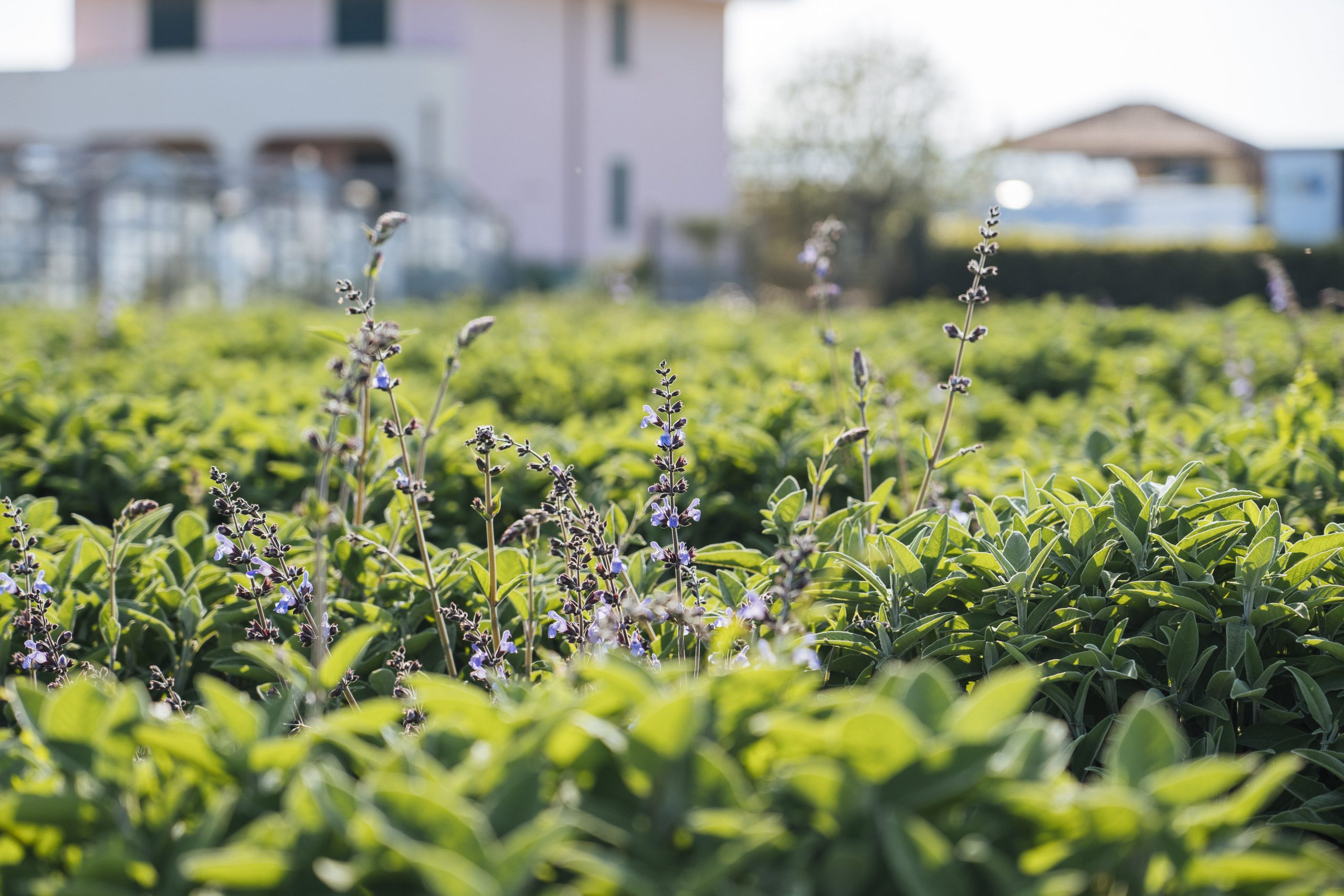 campo di salvia