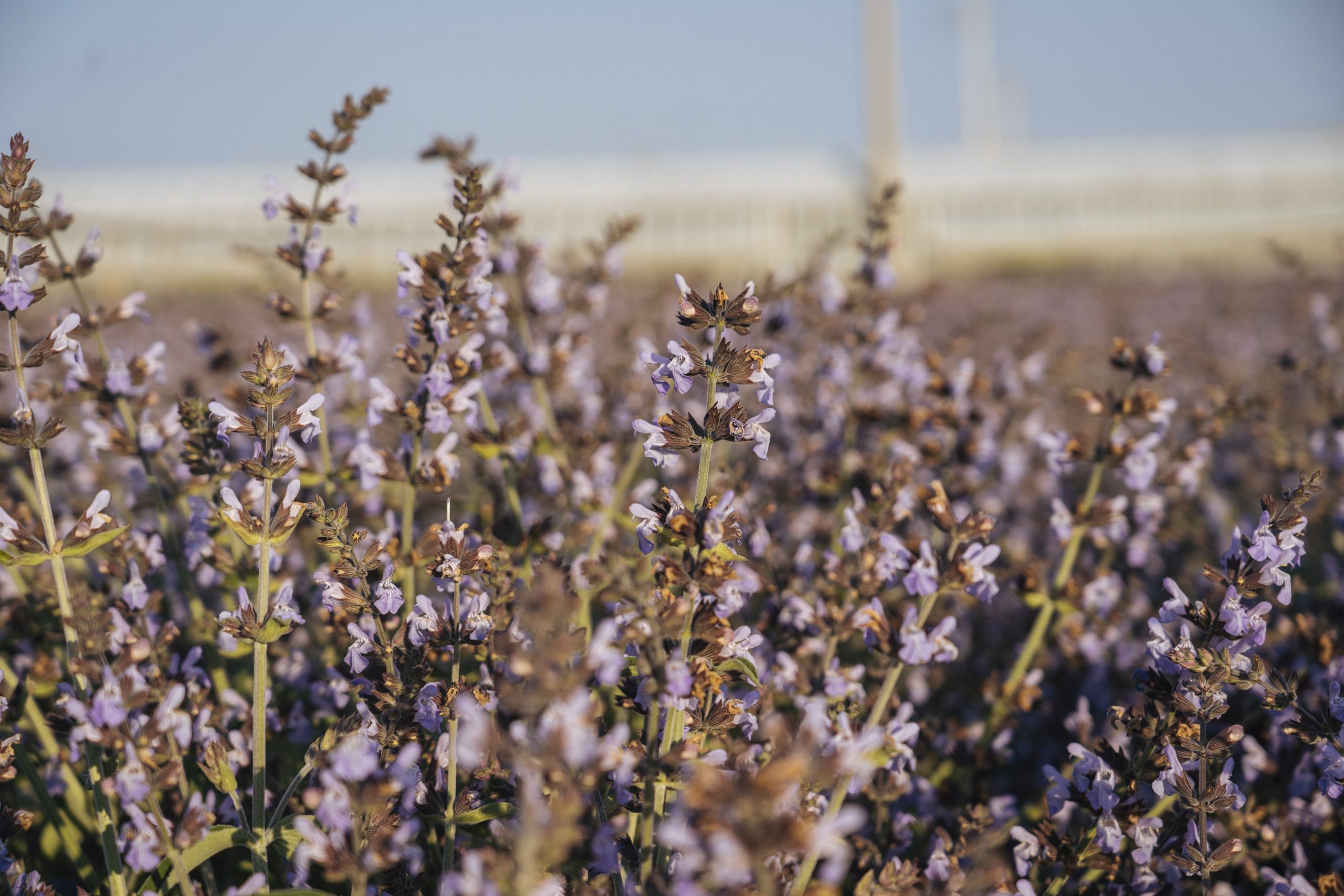 fiori di salvia