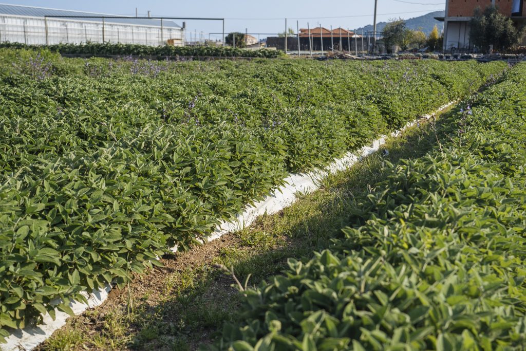 campo di salvi con telo pacciamante