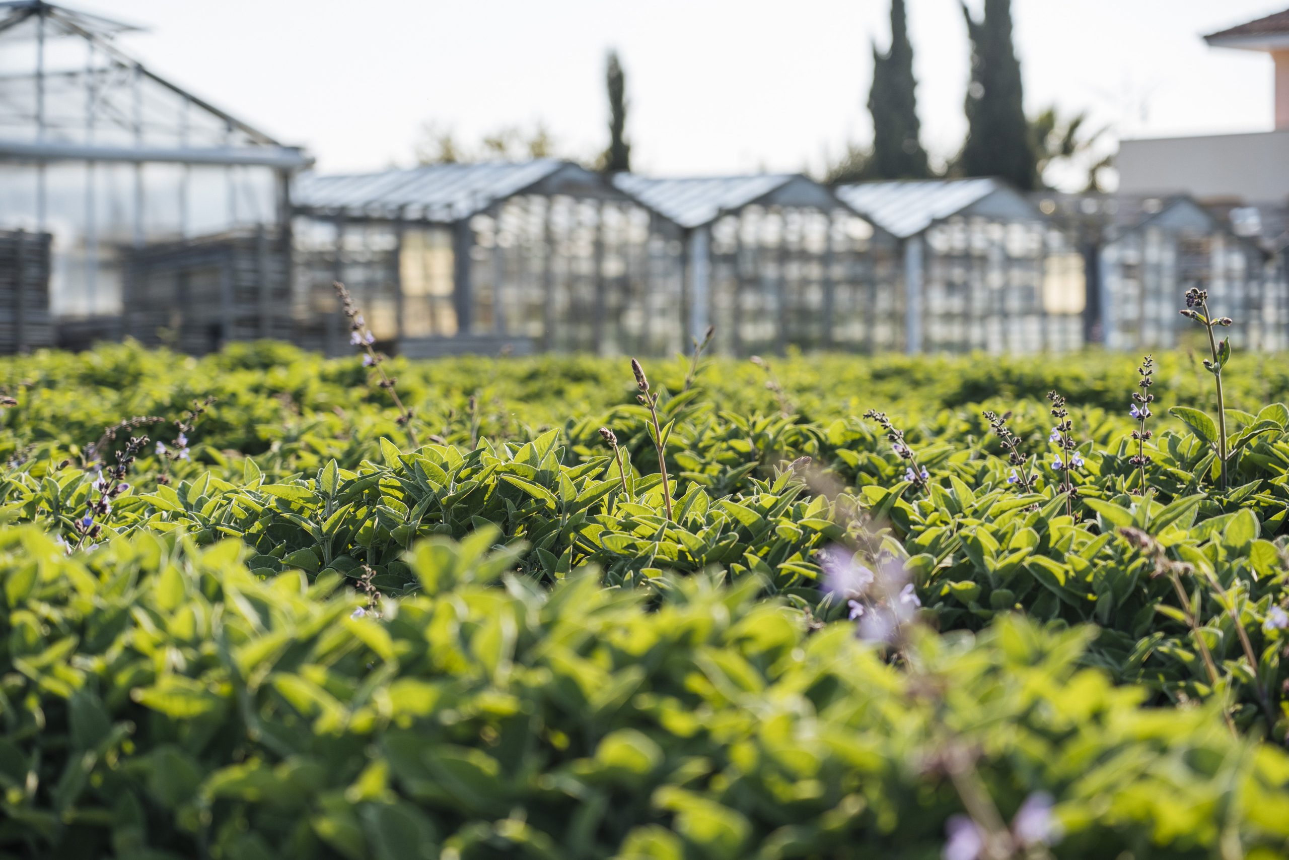 campo di salvia